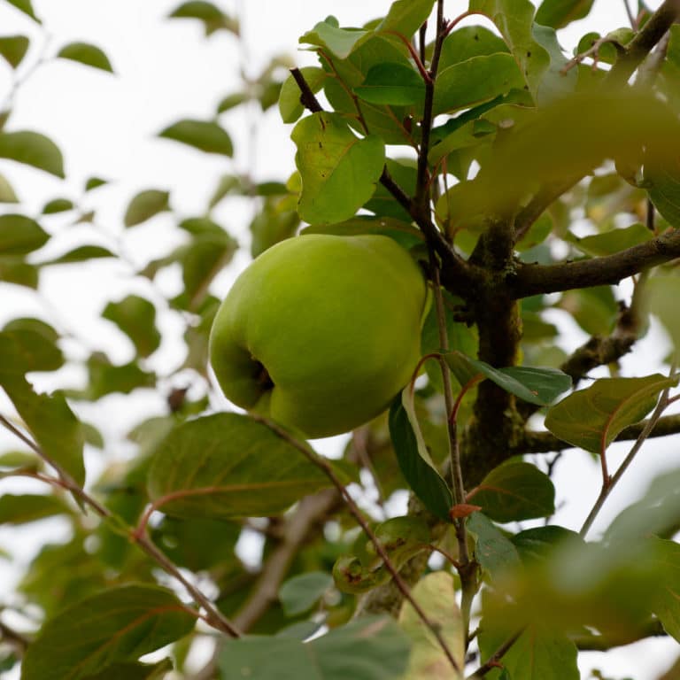 Les fruits du verger sont une de nos fiertés.