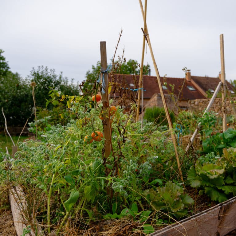 Les légumes du potager son arrosés avec l'eau de pluie.