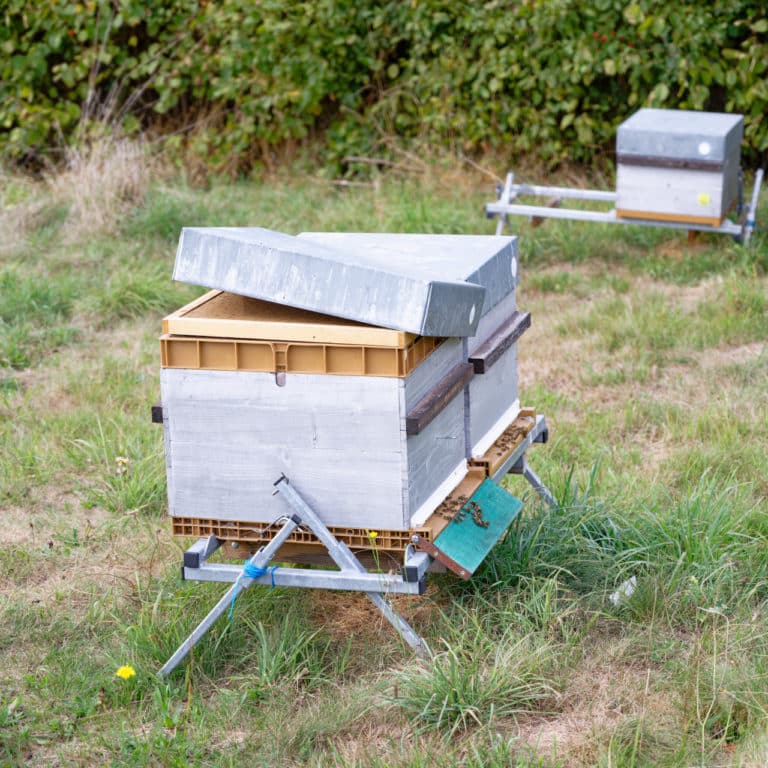 Les abeilles butinent librement aux Gaties